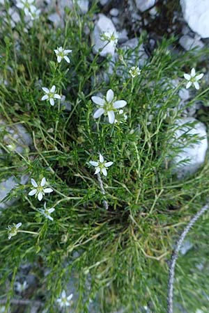 Moehringia ciliata \ Bewimperte Nabelmiere, Stein-Nabelmiere / Creeping Sandwort, I Prags,  Weißlahnsattel 6.7.2022