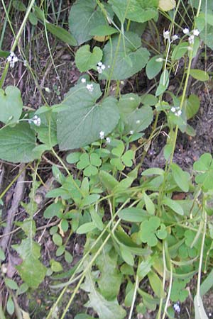 Myosotis arvensis \ Acker-Vergissmeinnicht, I Albisola 22.5.2010