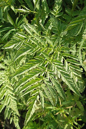 Myrrhis odorata \ Sdolde, Myrrhenkerbel / Sweet Cicely, I Sant' Anna d'Alfaedo 26.6.2010