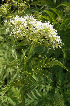 Myrrhis odorata \ Sdolde, Myrrhenkerbel, I Sant' Anna d'Alfaedo 26.6.2010