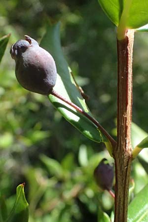 Myrtus communis \ Myrte, I Liguria, Moneglia 26.9.2023