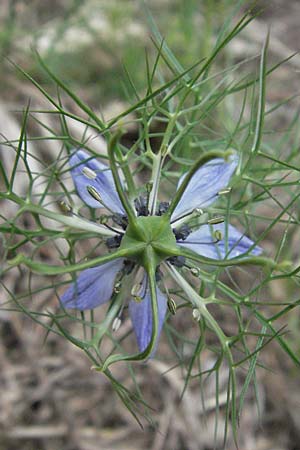 Nigella damascena / Love in a Mist, Devil in a Bush, I Passignano 1.6.2007