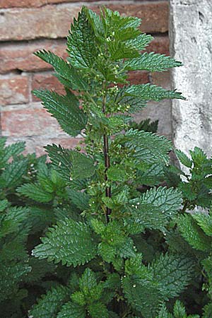 Urtica urens \ Kleine Brenn-Nessel, I Venedig Torcello 18.2.2007