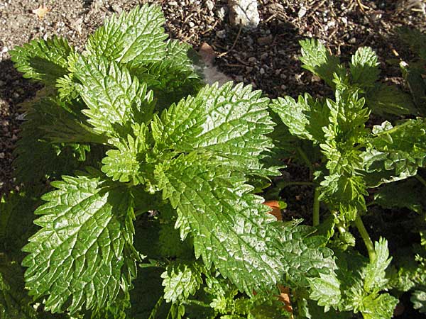 Urtica urens \ Kleine Brenn-Nessel / Small Nettle, I Venedig/Venice 19.2.2007