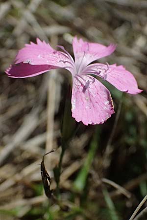 Dianthus seguieri \ Seguier-Nelke / Ragged Pink, I Liguria, Passo di Cento Croci 27.9.2023