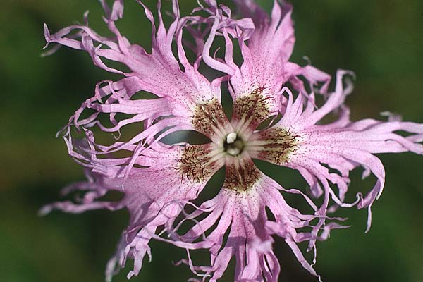 Dianthus superbus subsp. alpestris / Alpine Superb Pink, I Alpe di Siusi 29.7.1990