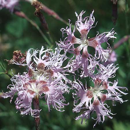 Dianthus superbus subsp. alpestris \ Alpen-Prachtnelke / Alpine Superb Pink, I Seiser Alm / Alpe di Siusi 31.7.2004