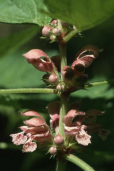 Lamium orvala \ Groe Taubnessel, Nesselknig, I Monte Baldo 4.6.1988