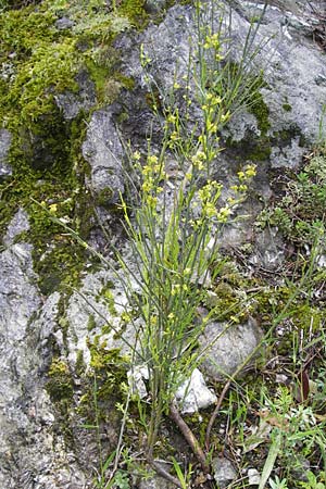 Osyris alba \ Weier Harnstrauch, I Liguria, Castelvecchio di Rocca Barbena 19.5.2013