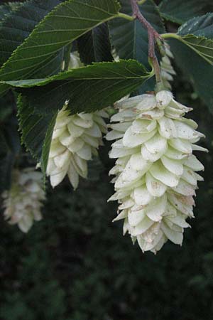 Ostrya carpinifolia / Hop Hornbeam, I Orvieto 2.6.2007