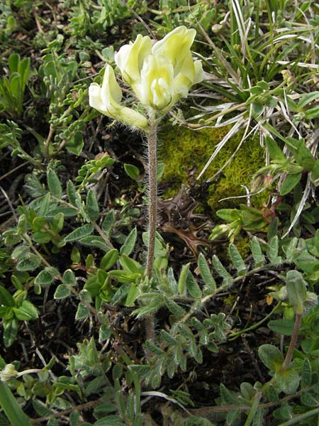 Oxytropis campestris \ Gewhnlicher Alpen-Spitzkiel / Yellow Oxytropis, I Campo Imperatore 5.6.2007