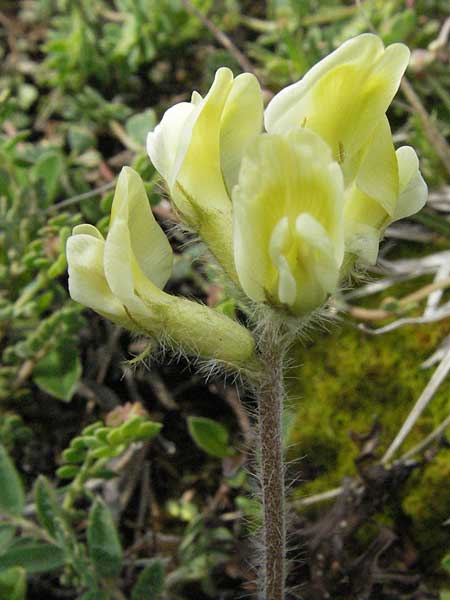 Oxytropis campestris \ Gewhnlicher Alpen-Spitzkiel / Yellow Oxytropis, I Campo Imperatore 5.6.2007