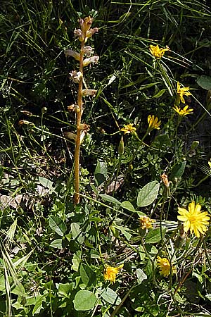 Orobanche crenata \ Gezhnelte Sommerwurz, Kerbige Sommerwurz / Carnation-scented Broomrape, I Liguria, Toirano 20.5.2013