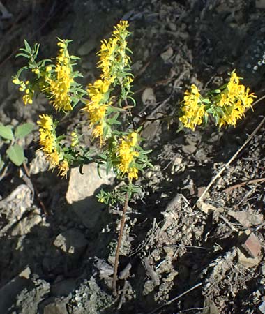 Odontites luteus \ Gelber Zahntrost / Yellow Bartsia, I Liguria, Moneglia 26.9.2023