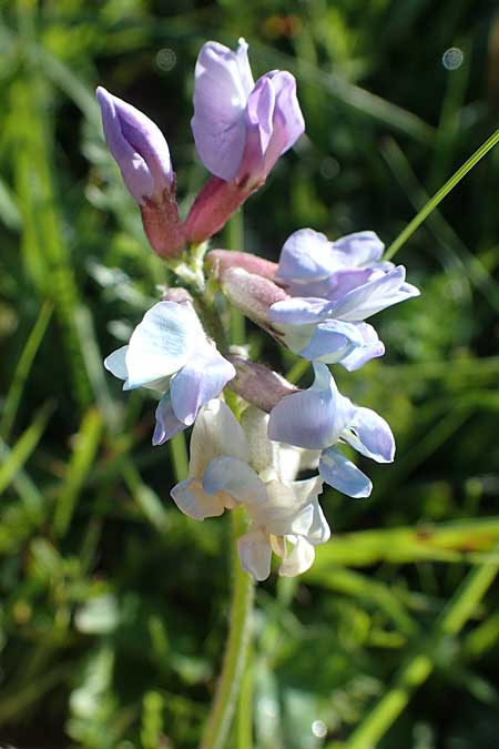 Oxytropis jacquinii \ Berg-Spitzkiel, Berg-Fahnenwicke, I Südtirol,  Plätzwiese 5.7.2022