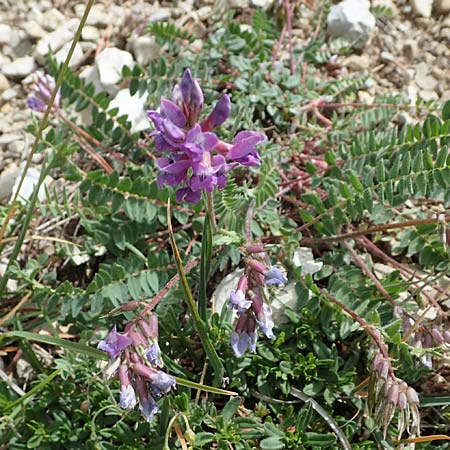 Oxytropis jacquinii \ Berg-Spitzkiel, Berg-Fahnenwicke / Jacquin's Milk-Vetch, I Südtirol,  Plätzwiese 5.7.2022