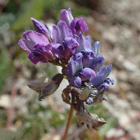 Oxytropis jacquinii \ Berg-Spitzkiel, Berg-Fahnenwicke, I Südtirol,  Plätzwiese 5.7.2022