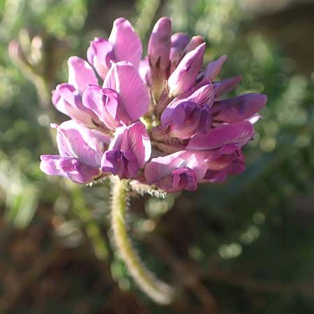 Oxytropis jacquinii \ Berg-Spitzkiel, Berg-Fahnenwicke, I Südtirol,  Plätzwiese 5.7.2022