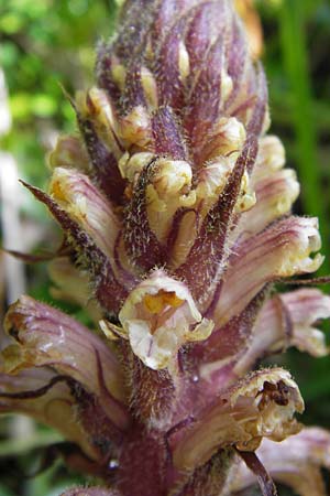 Orobanche minor \ Kleine Sommerwurz / Lesser Broomrape, Common Broomrape, I Liguria, Castelvecchio di Rocca Barbena 19.5.2013