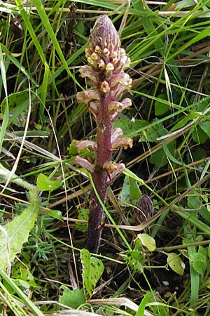 Orobanche minor \ Kleine Sommerwurz / Lesser Broomrape, Common Broomrape, I Liguria, Castelvecchio di Rocca Barbena 19.5.2013