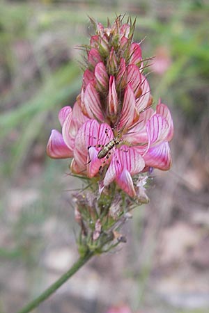 Onobrychis viciifolia \ Futter-Esparsette, Saat-Esparsette, I Liguria, Dolcedo 30.5.2013