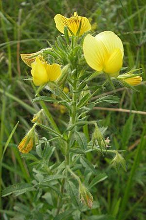 Ononis natrix \ Gelbe Hauhechel / Yellow Restharrow, I Isola dei Morti 26.6.2010