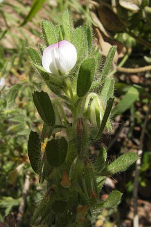 Ononis reclinata \ Nickende Hauhechel, I Finale Ligure 31.5.2013