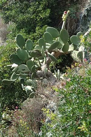 Opuntia ficus-indica \ Echter Feigenkaktus / Prickly Pear, I Liguria, Levanto 4.10.2023