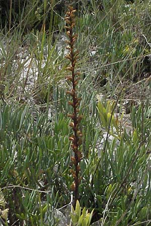 Orobanche minor ? \ Kleine Sommerwurz / Lesser Broomrape, Common Broomrape, I Ancona 29.5.2007