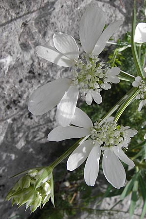 Orlaya grandiflora \ Grobltiger Breitsame, I Liguria, Toirano 20.5.2013