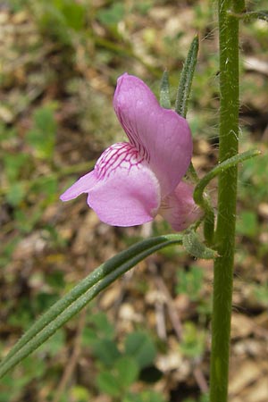 Misopates orontium / Weasel's-Snout, Lesser Snapdragon, I Liguria, Dolcedo 30.5.2013