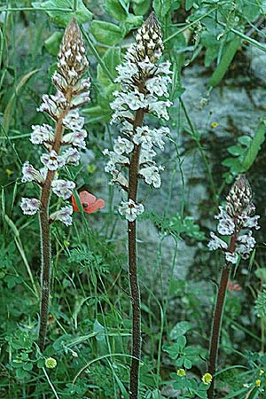 Orobanche crenata \ Gezhnelte Sommerwurz, Kerbige Sommerwurz / Carnation-scented Broomrape, I Monti Lepini 2.6.2002