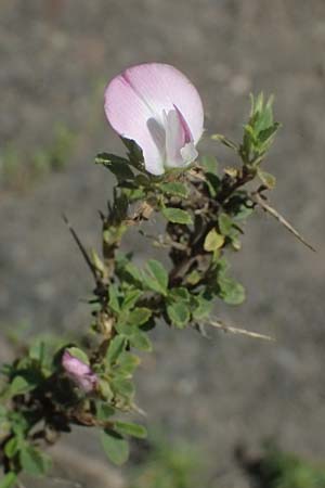 Ononis spinosa subsp. antiquorum \ Vieldornige Hauhechel / Thorny Restharrow, Prickly Restharrow, I Liguria, Passo di Cento Croci 27.9.2023