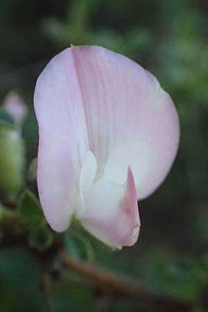 Ononis spinosa subsp. antiquorum \ Vieldornige Hauhechel / Thorny Restharrow, Prickly Restharrow, I Liguria, Passo di Cento Croci 27.9.2023