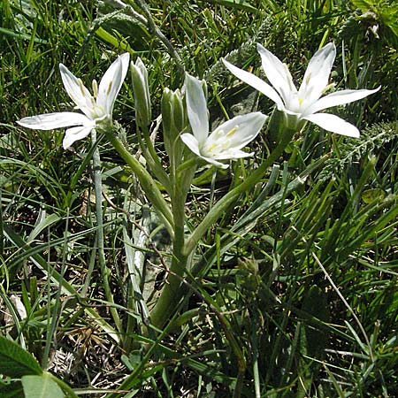 Ornithogalum kochii \ Kochs Milchstern / Koch's Star of Bethlehem, I Norcia 7.6.2007