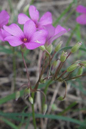 Oxalis articulata \ Gegliederter Sauerklee, Vielbltiger Sauerklee, I Passignano 1.6.2007