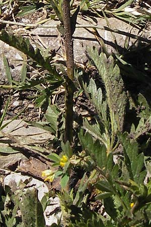 Potentilla inclinata \ Graues Fingerkraut / Grey Cinquefoil, I Liguria, Dolcedo 23.5.2013