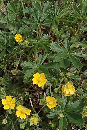 Potentilla pusilla \ Sternhaariges Frhlings-Fingerkraut, Flaum-Fingerkraut, I Alpi Bergamasche, Pizzo Arera 9.6.2017