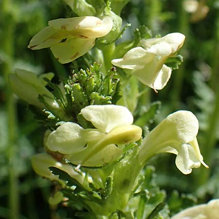 Pedicularis elongata \ Langhriges Lusekraut / Long-Spiked Lousewort, I Südtirol,  Plätzwiese 5.7.2022