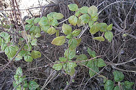 Parietaria lusitanica \ Portugiesisches Glaskraut / Mediterranean Pellitory-of-the-Wall, Spanish Pellitory-of-the-Wall, I Jesolo 17.2.2007