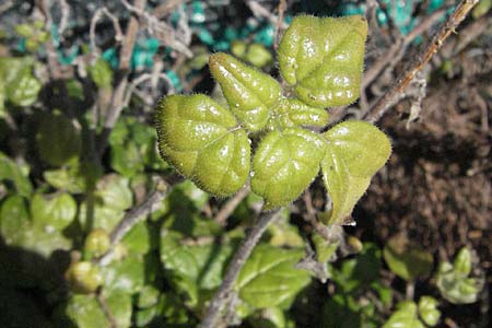 Parietaria lusitanica \ Portugiesisches Glaskraut / Mediterranean Pellitory-of-the-Wall, Spanish Pellitory-of-the-Wall, I Jesolo 17.2.2007