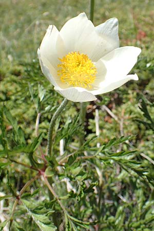 Pulsatilla alpina subsp. austroalpina / Southern Alpine Pasque-Flower, I Alpi Bergamasche, Pizzo Arera 7.6.2017