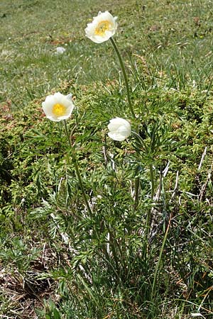 Pulsatilla alpina subsp. austroalpina / Southern Alpine Pasque-Flower, I Alpi Bergamasche, Pizzo Arera 7.6.2017