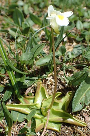 Pinguicula alpina \ Alpen-Fettkraut, I Alpi Bergamasche, Pizzo Arera 7.6.2017