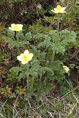 Pulsatilla alpina subsp. apiifolia / Yellow Alpine Pasque-Flower, I Alpi Bergamasche, Pizzo Arera 9.6.2017