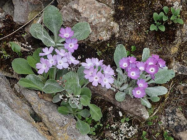 Primula albenensis \ Monte-Alben-Primel / Monte Alben Primrose, I Alpi Bergamasche, Monte Alben 11.6.2017