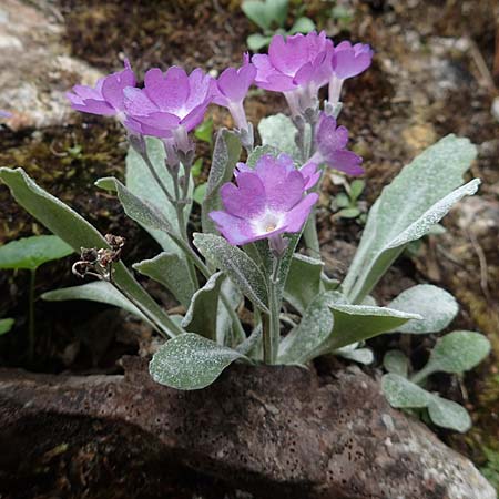 Primula albenensis \ Monte-Alben-Primel / Monte Alben Primrose, I Alpi Bergamasche, Monte Alben 11.6.2017