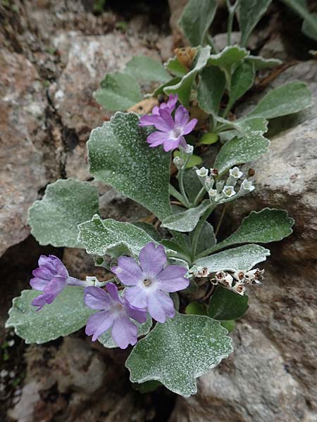 Primula albenensis \ Monte-Alben-Primel / Monte Alben Primrose, I Alpi Bergamasche, Monte Alben 11.6.2017