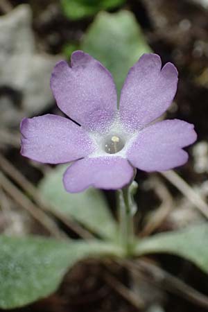 Primula albenensis \ Monte-Alben-Primel / Monte Alben Primrose, I Alpi Bergamasche, Monte Alben 11.6.2017