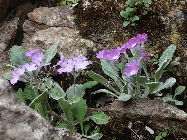 Primula albenensis \ Monte-Alben-Primel / Monte Alben Primrose, I Alpi Bergamasche, Monte Alben 11.6.2017